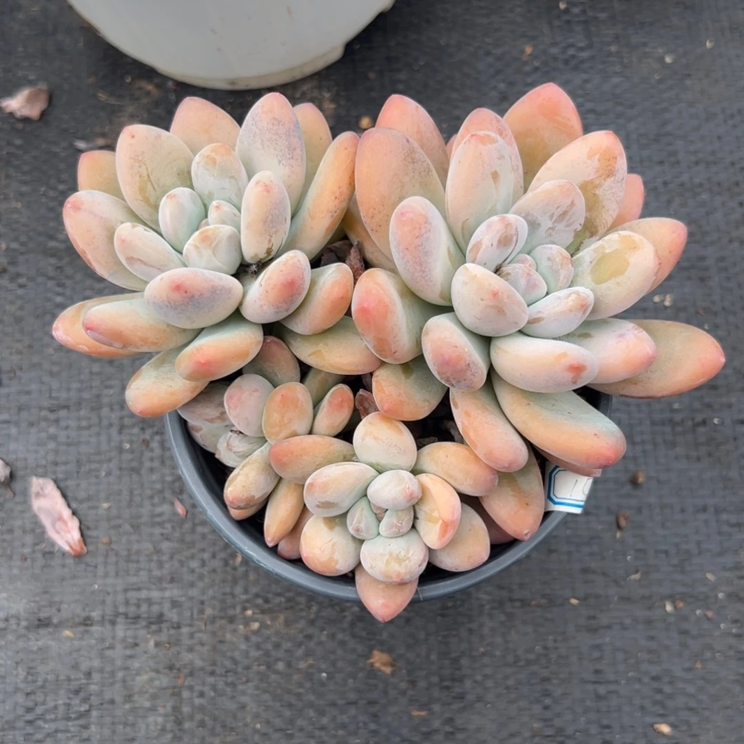 多肉植物多头香水