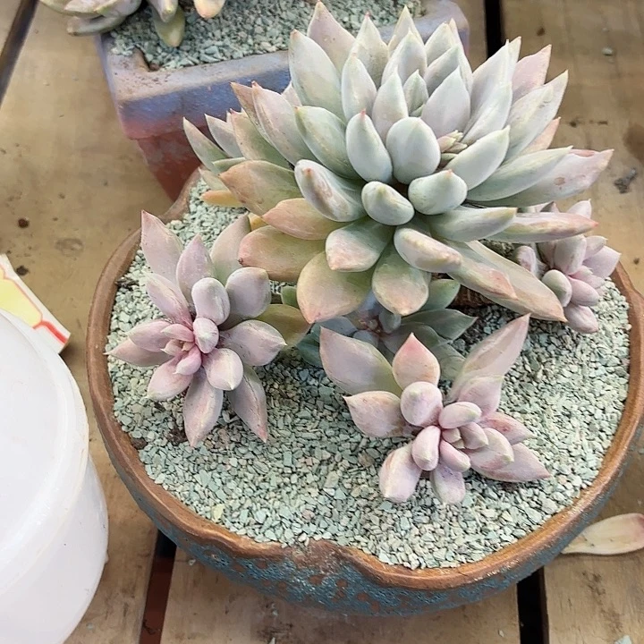 天***Z胖美人石化锦一物一拍29号