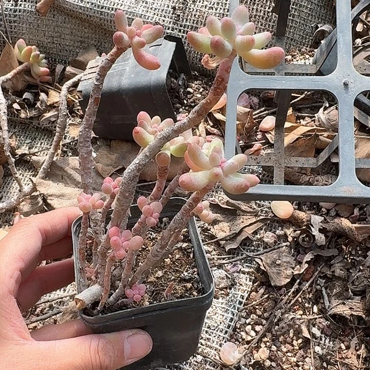 蛮*bbbbhh236n n b b b b h h