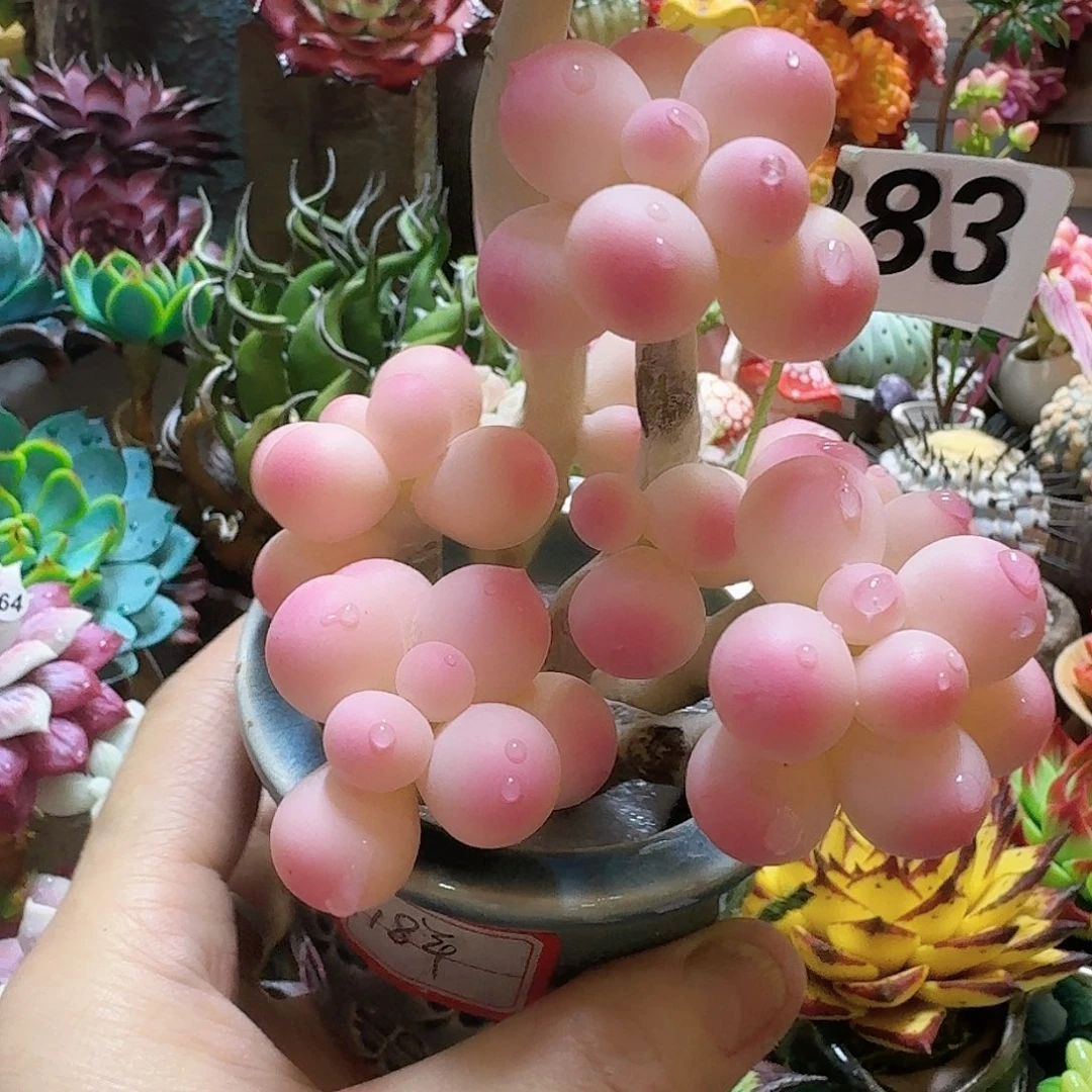 我也是很喜欢这个综艺