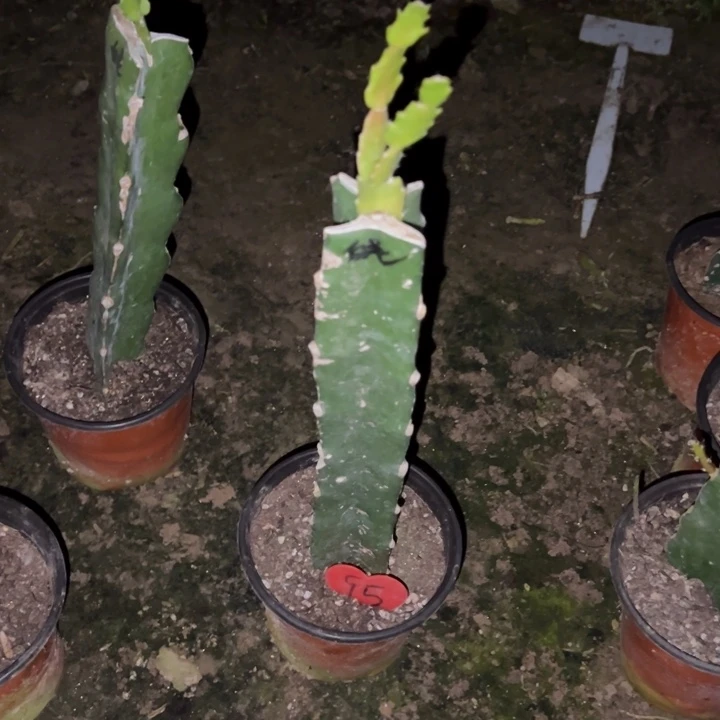 洪***哥当前无花栽培后可以开花白羽毛95