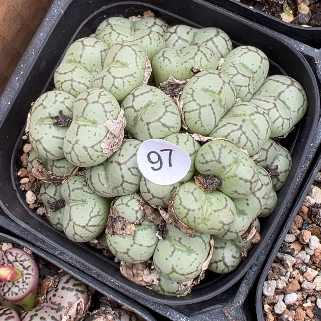 多肉植物111111111111111