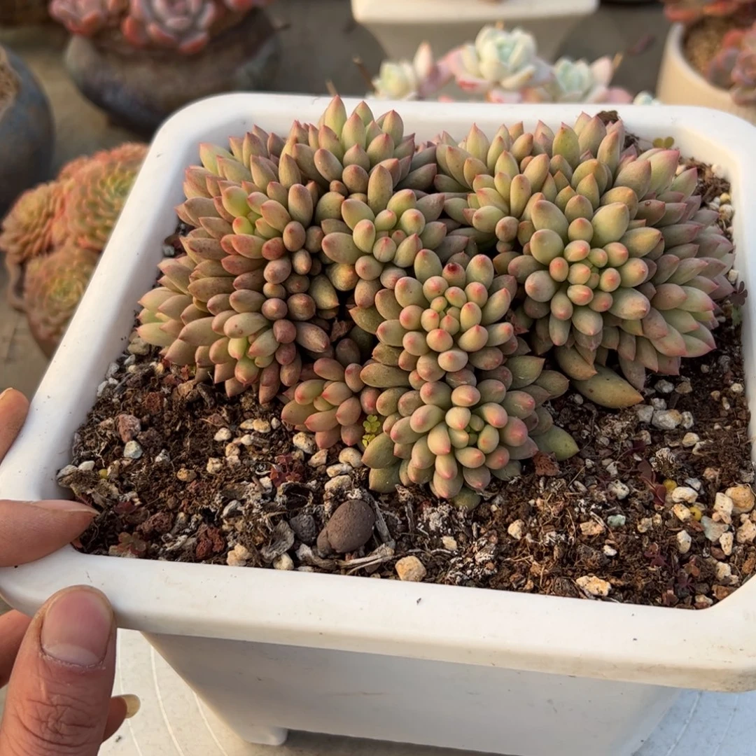 岩字28 零零多肉植物