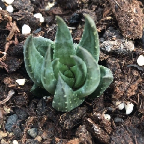 w****w青铜硬叶多肉植物