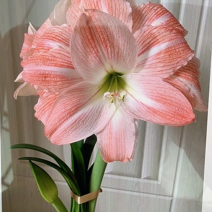 超级黛丝直径6+一个脱土发