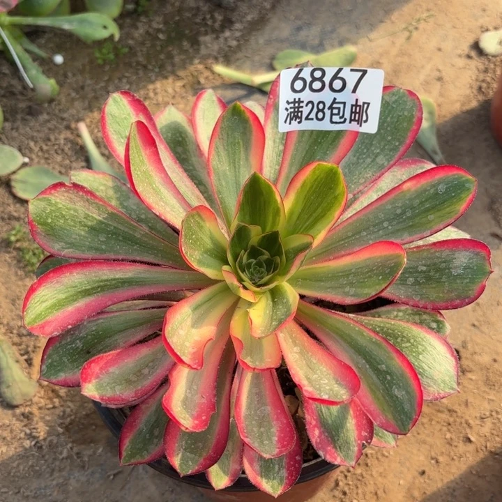 B.  6867红魔女多肉