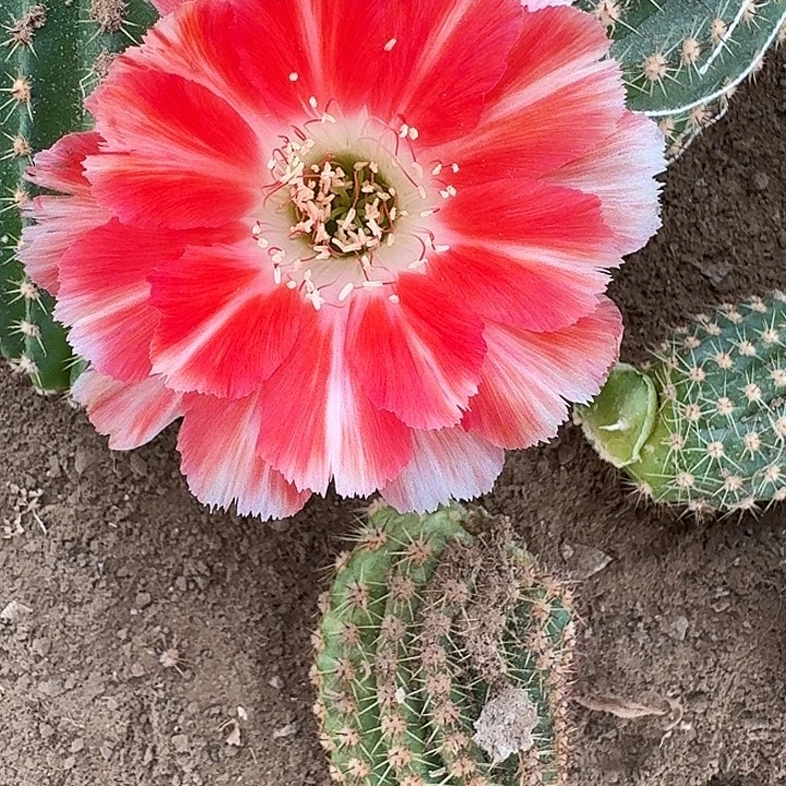百折裙侧芽3公分丽花
