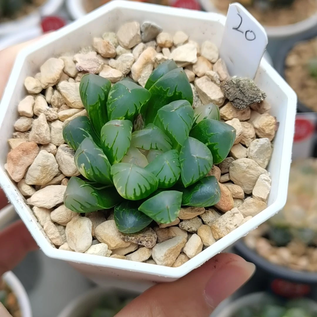 20号北极之光锦一物一拍带盆土发货