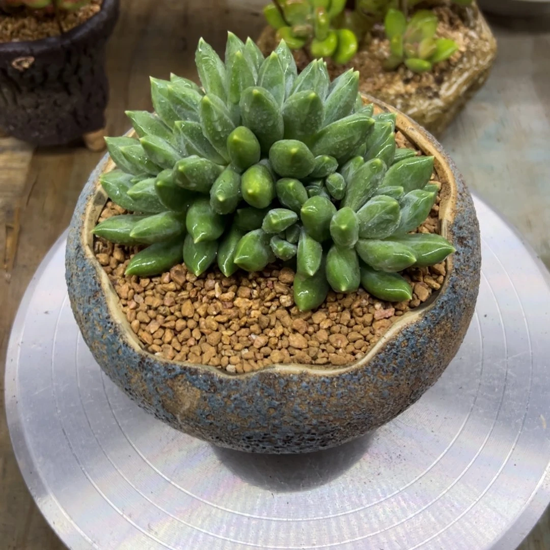 重楼18 零零多肉植物