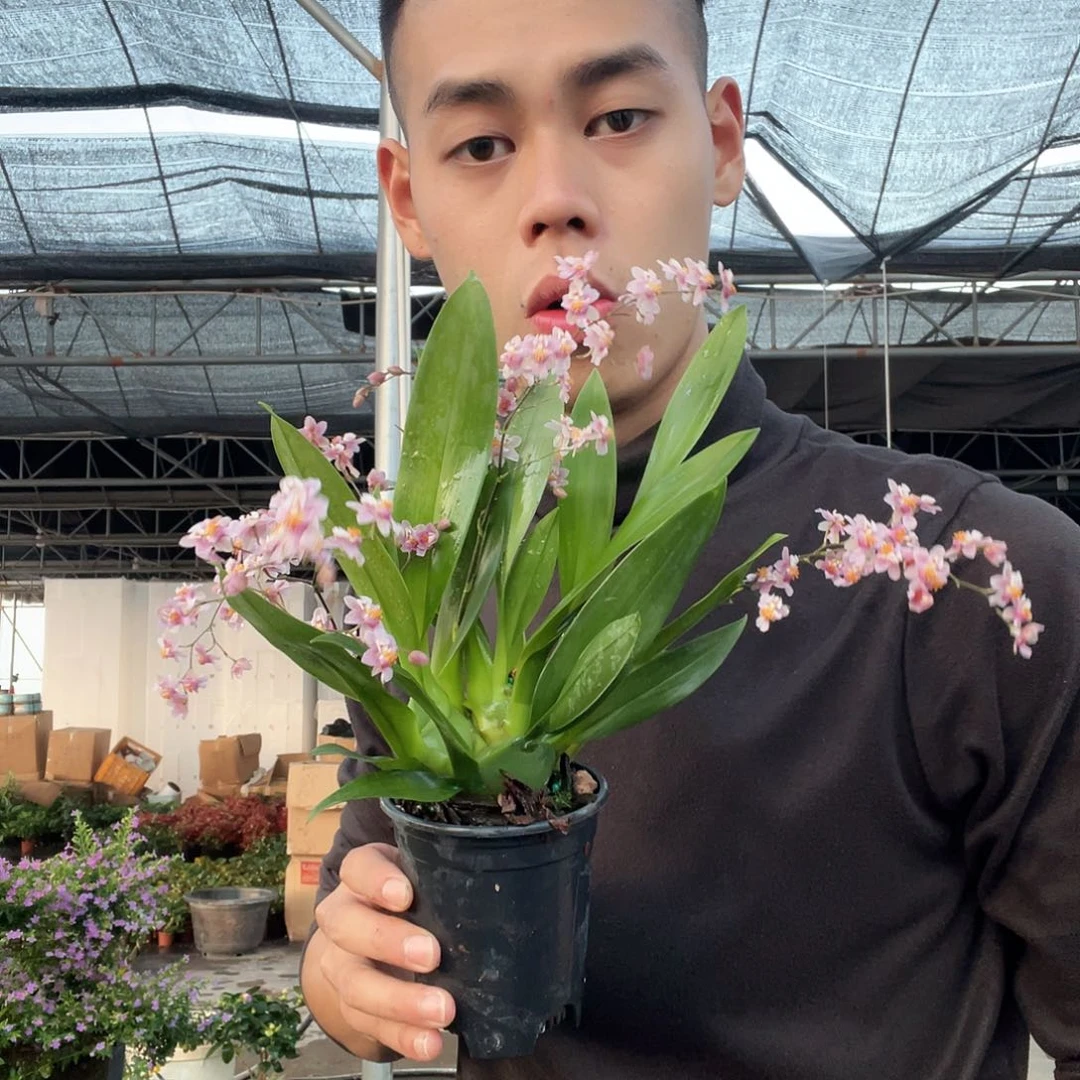 大部分花苞少量开放梦香兰