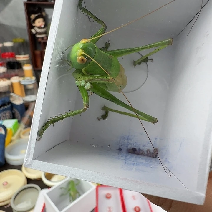 阿***神蟋蟀绿蝈蝈一只………………