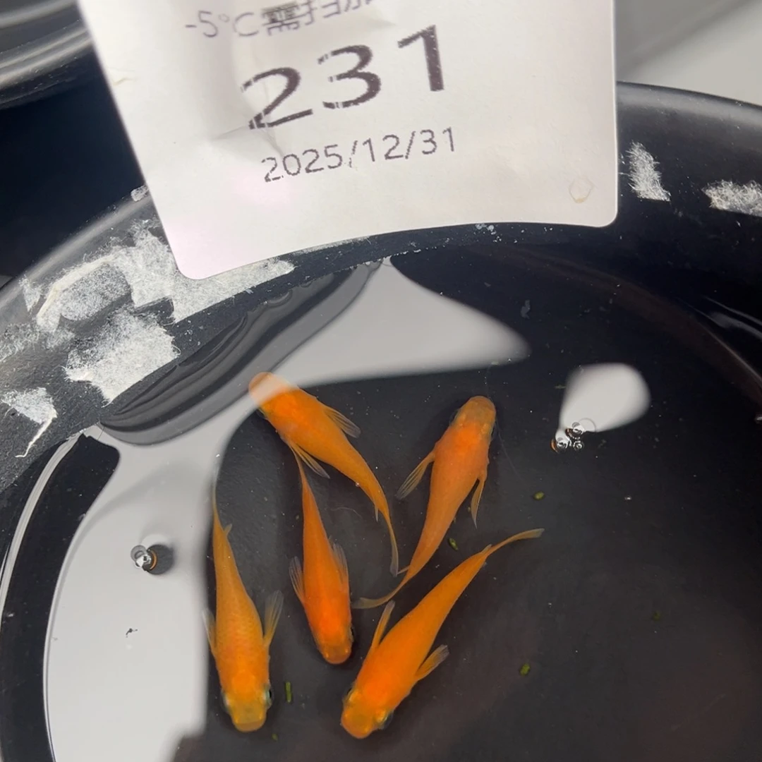 青鳉鱼231初恋5尾