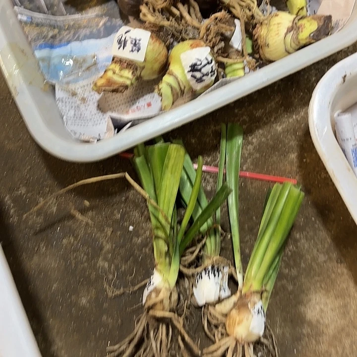 完全开放丽朵香妃，2-3厘米左右，带2侧芽