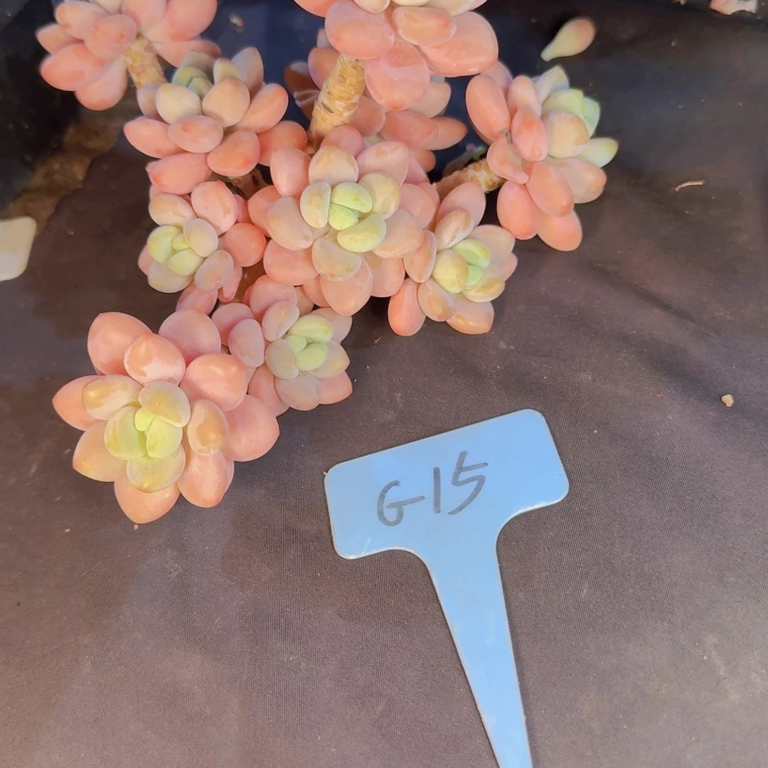 多肉植物的生长发育和