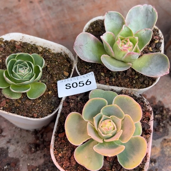 三碗056   三盆不知名观察