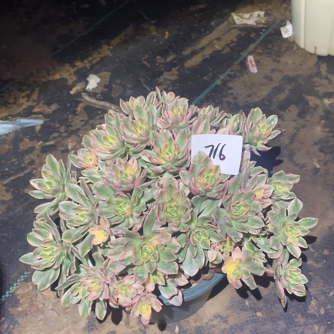 716法师植物甜茶