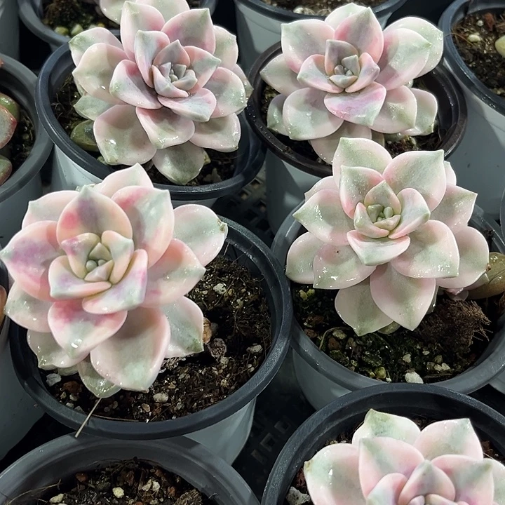 2棵精品紫乐锦多肉植物