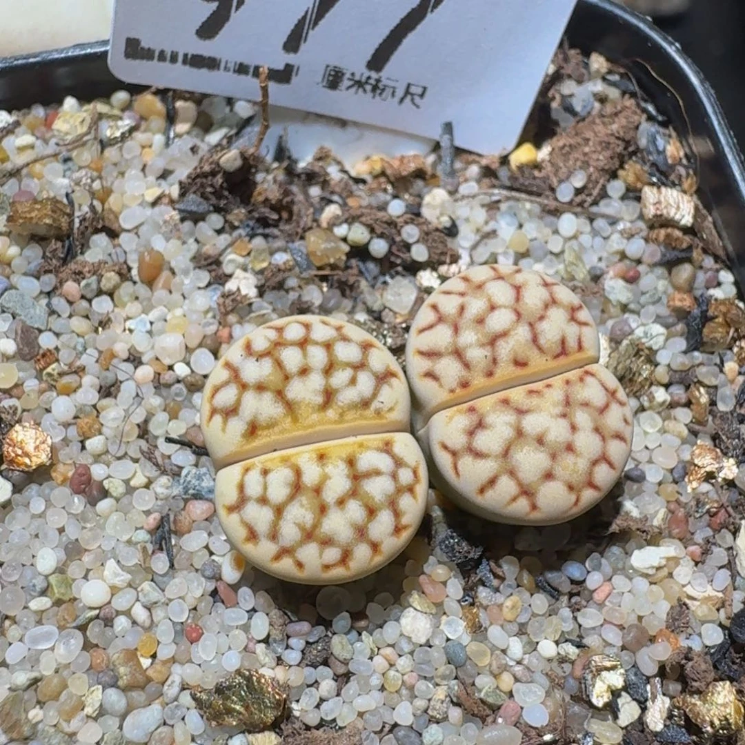 顺***3zzzzz生石花肉锥977