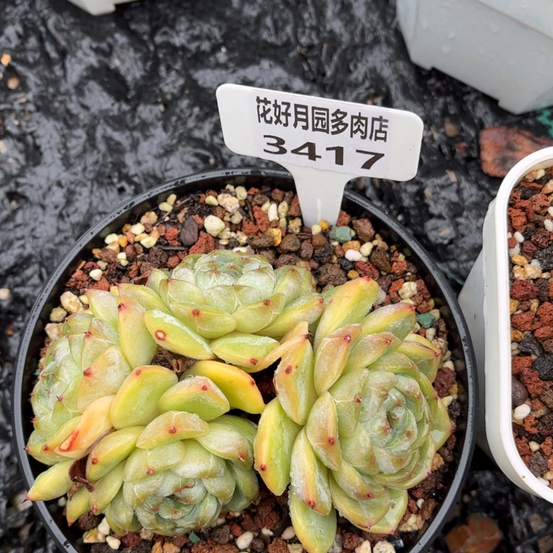 不***调多肉植物3417 一定要拍个冷链哦