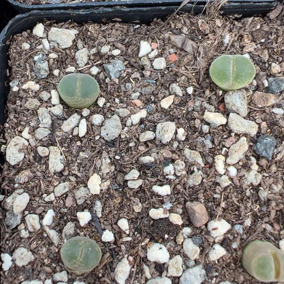 量拍粉红女郎风铃一颗