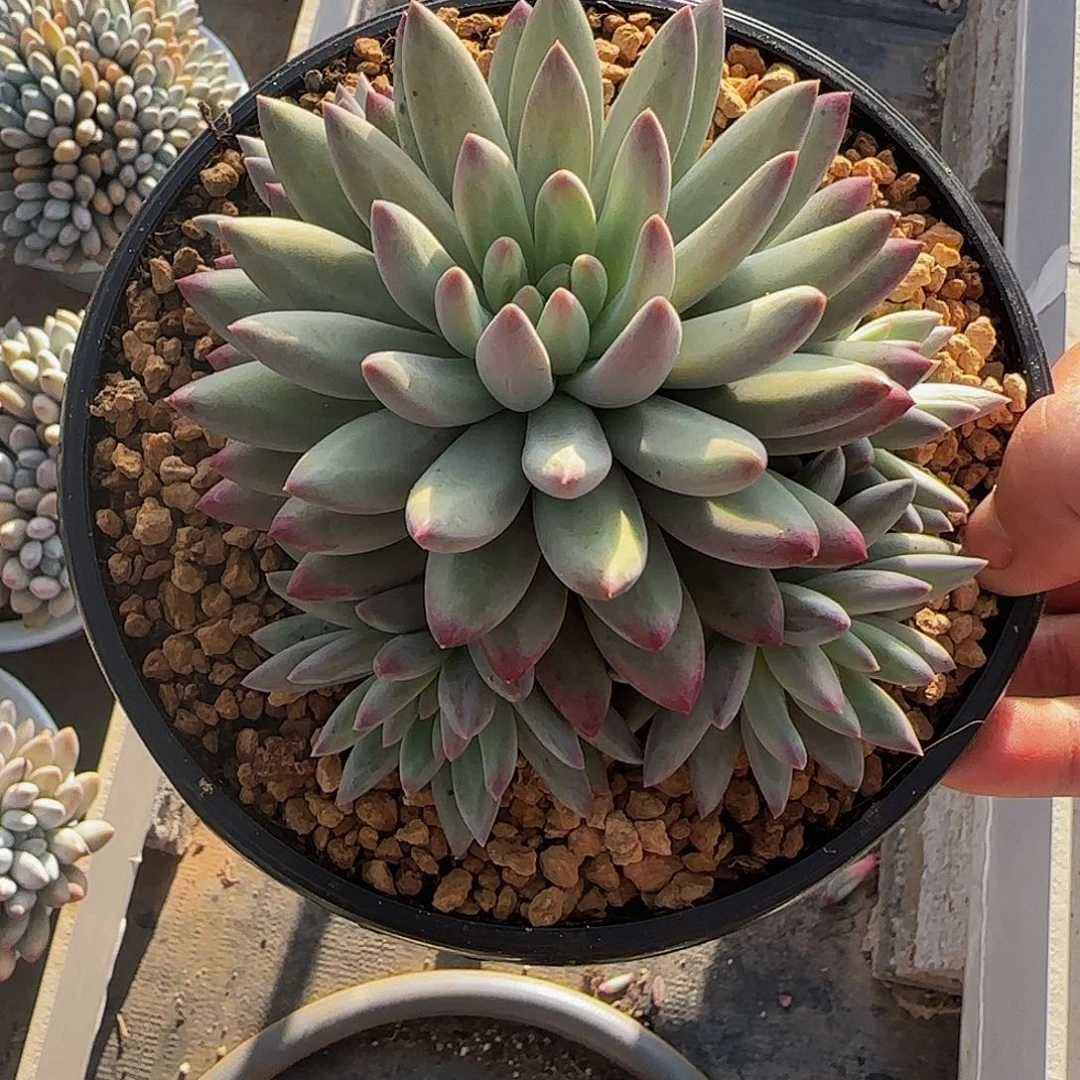 *****多肉植物虞美人系列