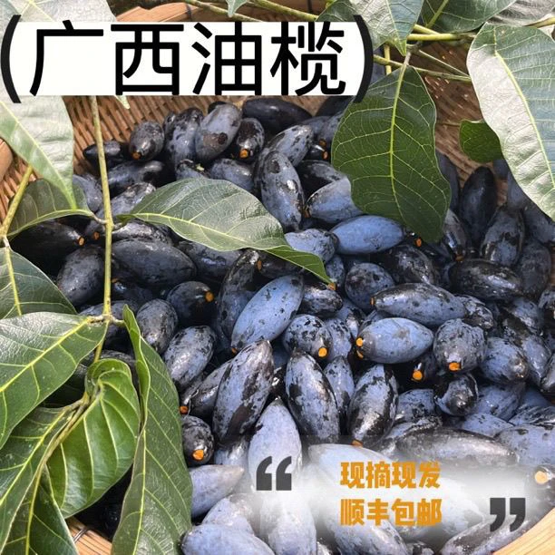 广西农家黑橄榄现摘乌榄顺丰包邮