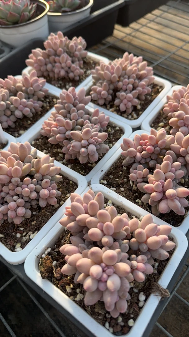 婴儿手指群生多肉植物 脱土