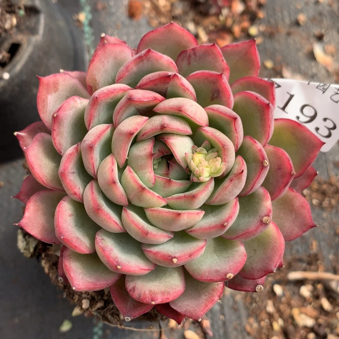 7193新年快乐发发发