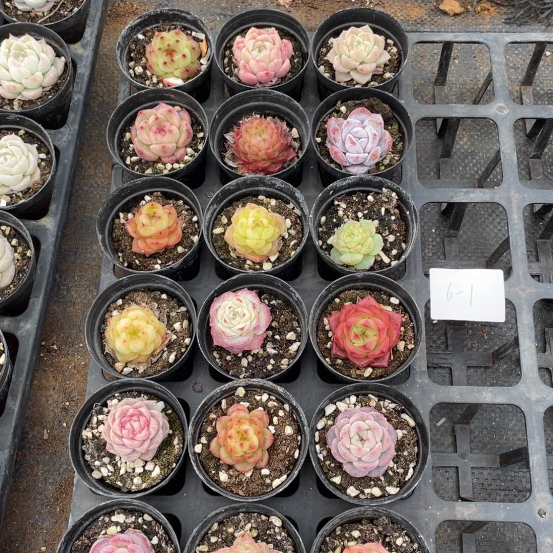 A****哥一物一拍18颗6-1