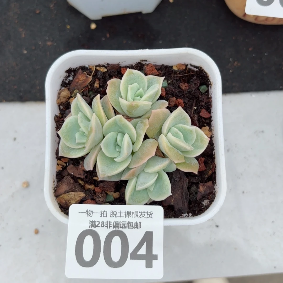 可爱玫瑰无盆土发货