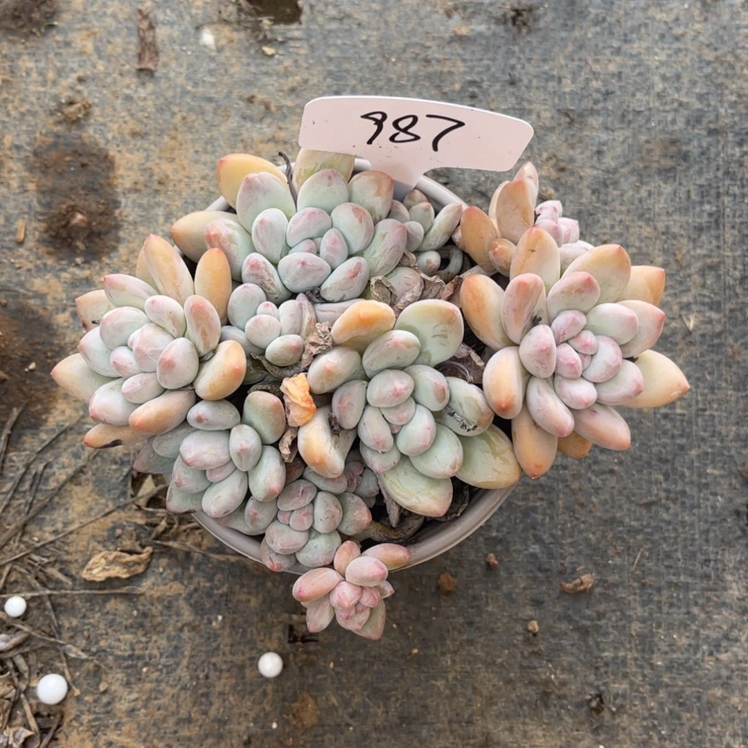 老阿姨花卉一物一拍987