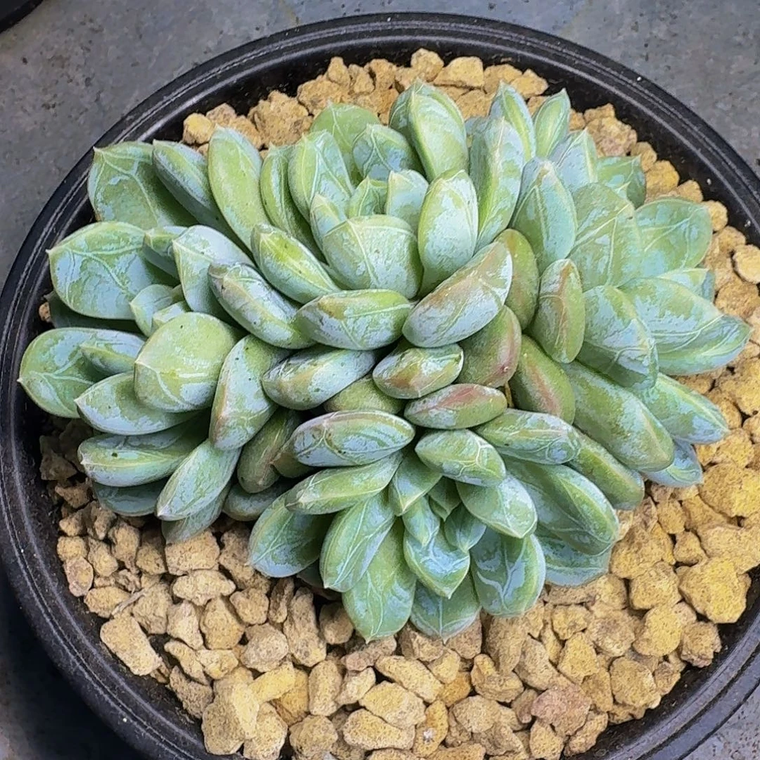 百达翡翠 一物一拍