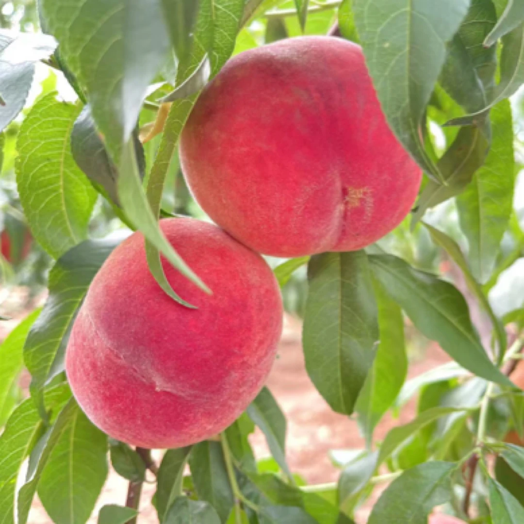 黄河边现摘现发红运蜜桃脆甜多汁新鲜孕妇应季水果软硬两吃