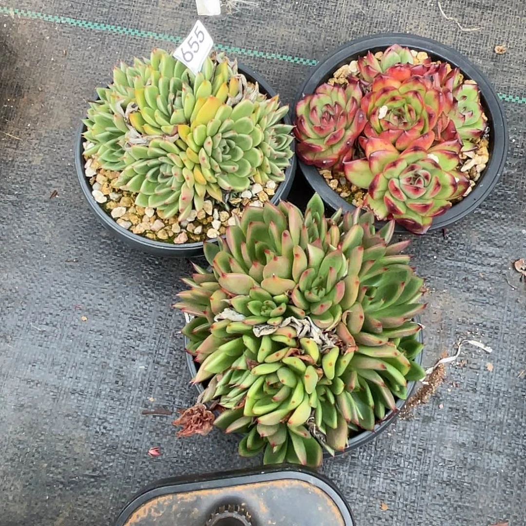 若如东云组拍D655