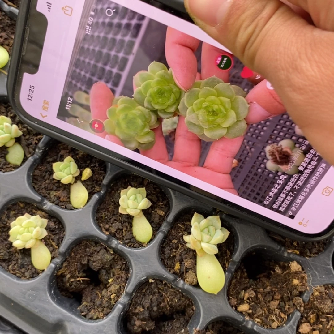 穴盘绿泡泡叶插小小2个多肉