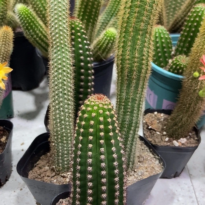 喵***常仙人球金一玛丽珍双色自根各一