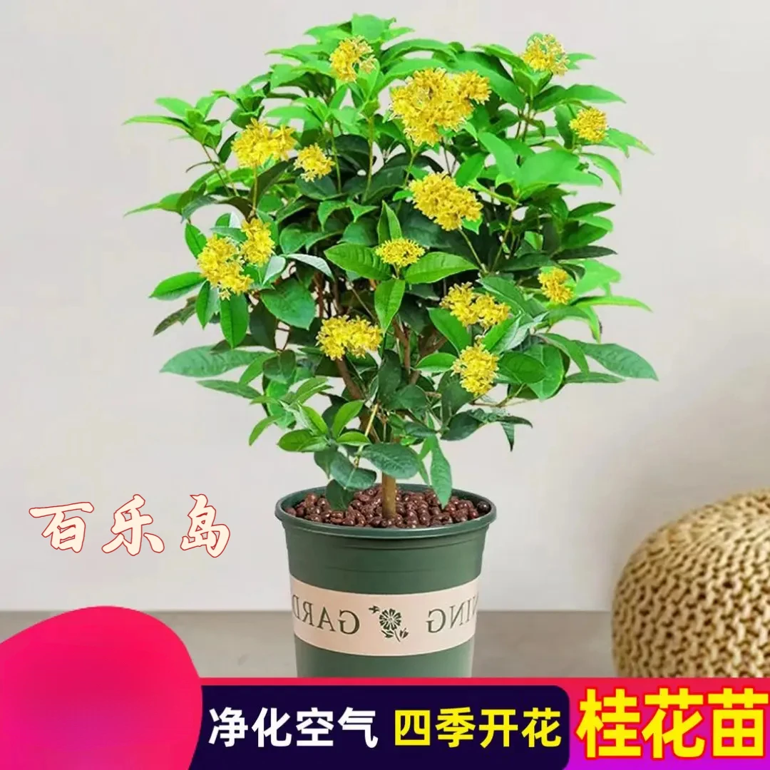 【百乐岛】四季开花桂花苗浓香型花卉四季桂室内外庭院好种