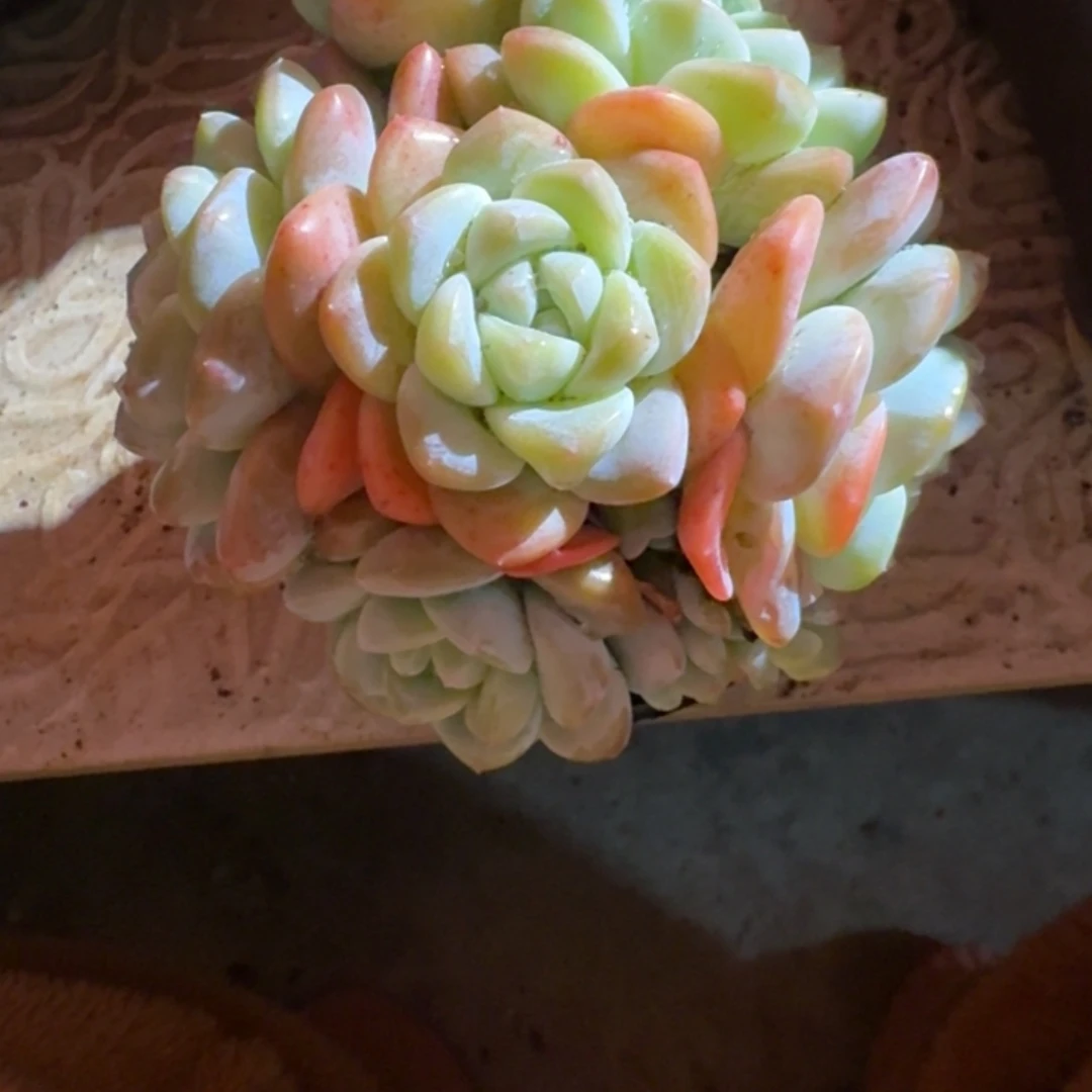 冰玉（38包邮偏远地区128包邮