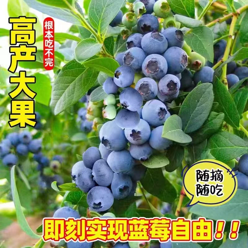 露天苗耐寒【适合新手种植】南方北方种植阳台盆栽地栽庭院耐寒