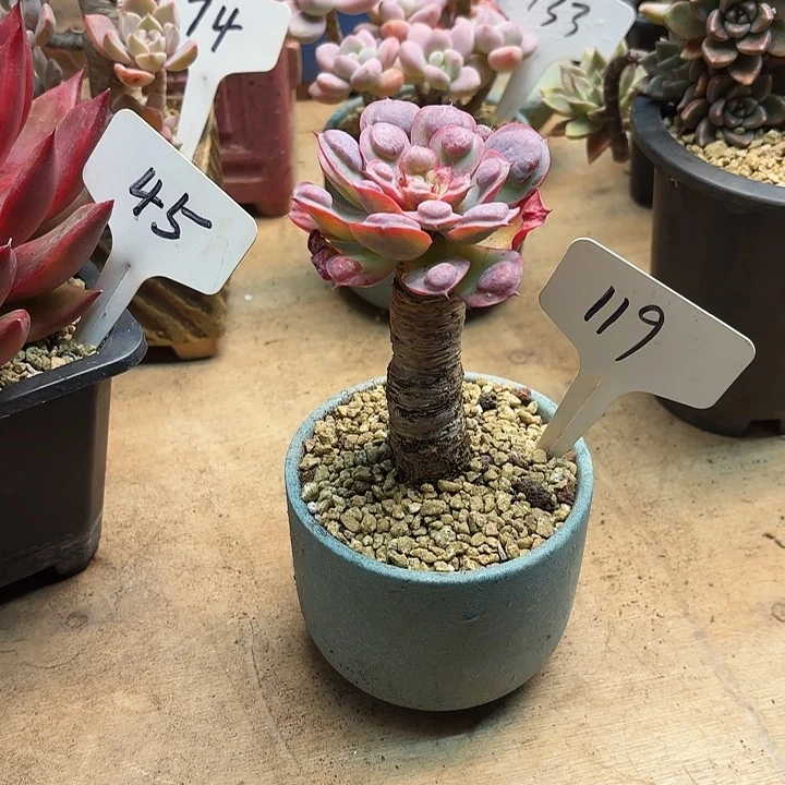 多肉植物，雨滴119号