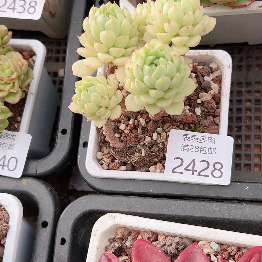 忘***脑多肉一物一拍植物2428