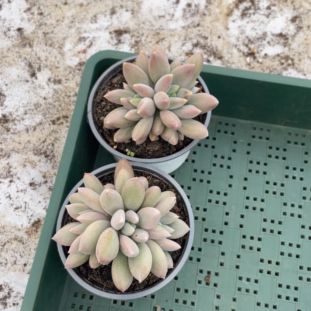 边***_姐姐说她真的不是一般