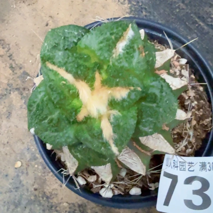 无花朵732金毛大尤龟甲牡丹西一