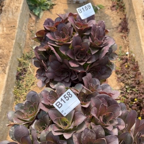 多肉植物魅金玫瑰