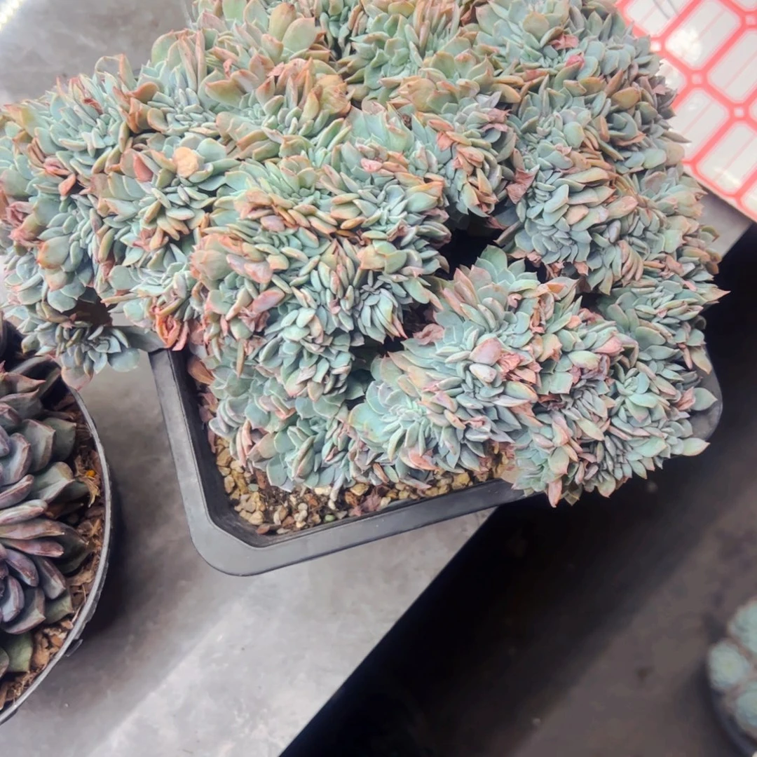 小***間多肉植物组合盆栽