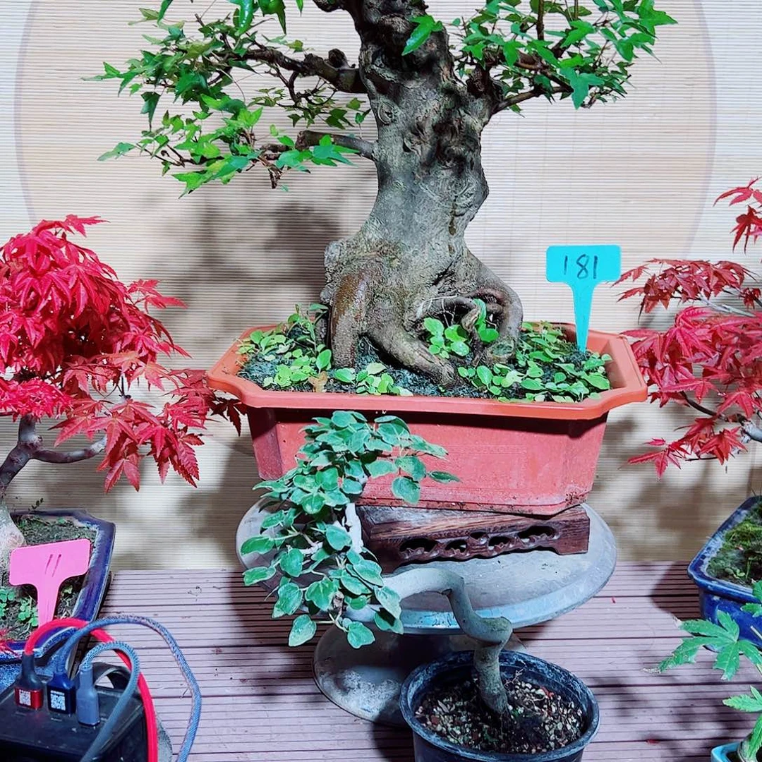 释***迦无花朵枫树……枫树