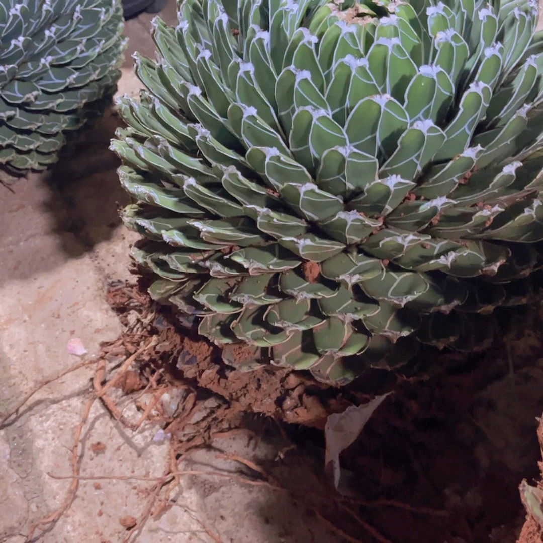 妞***妞多肉植物保护研究所所长
