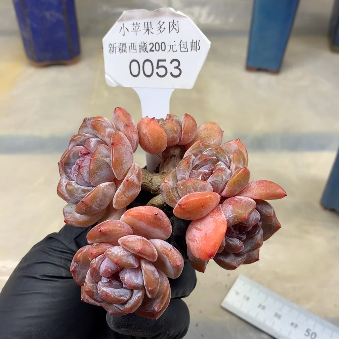 绿底紫心053/9cm6头