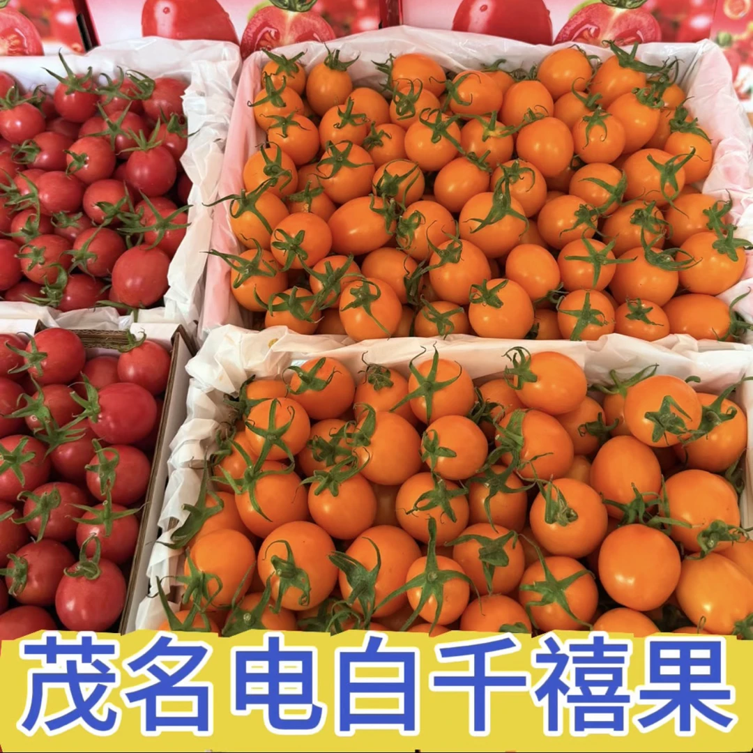 新鲜现摘露天种植圣女果小番茄口感脆甜顺丰包邮