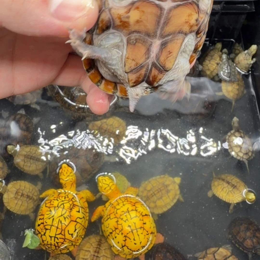 宠物龟不分公母麝香